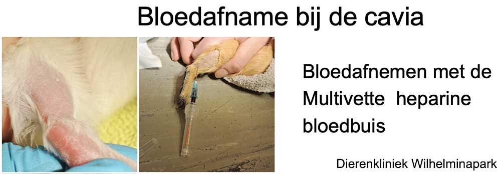 Afname van bloed bij een cavia